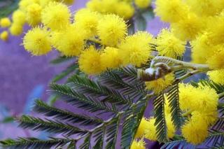 Acacia dealbata Link