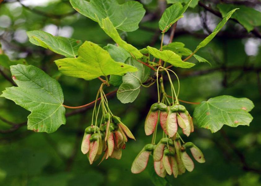 Acer platanoides L. image