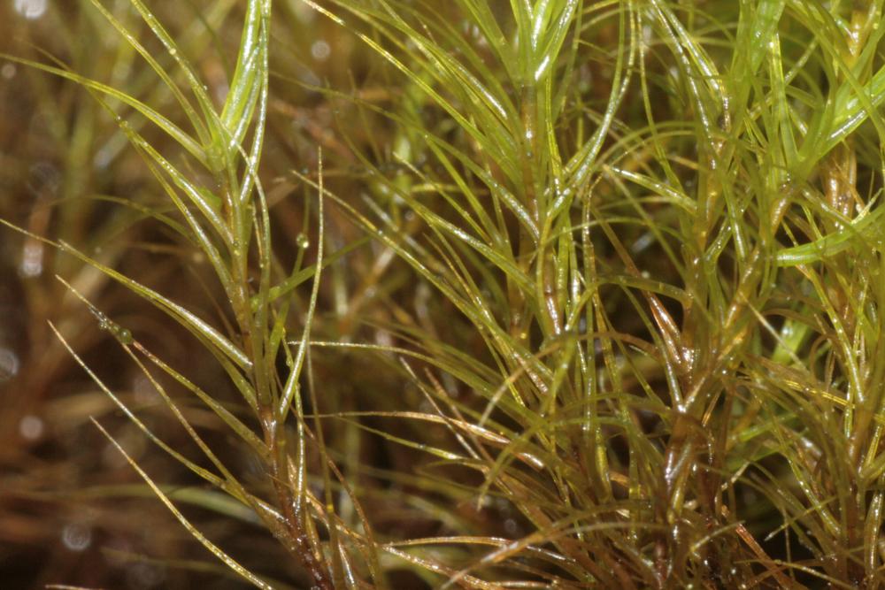 Ditrichum gracile (Mitt.) Kuntze image